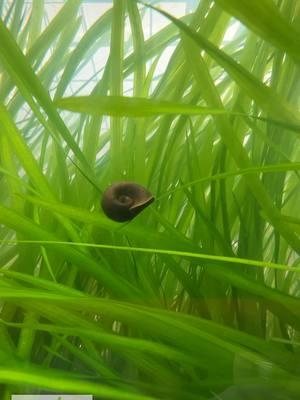 HANG ON, SNAIL! This snail is hanging on to the end of Jungle Val that's being blown around by a pump. I think it's enjoying the ride. What do you think? This FIRE 🔥 VALLISNERIA is available for sale! Shop Now! TANK ON!  #snail #snails #aquariumsnail #fishtanksnail #ride #ridding #lol #funny #aquarium #aquariums #aquascape #aquascaping #aquariumplants #scape #fishtank #freshwateraquarium #plants #plantlife #planted #plantedtank #plantedaquarium #aquascape #aquaticplants