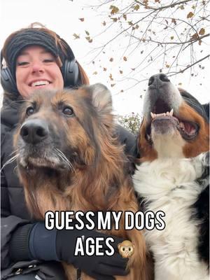 Did you guess correctly?? #baneandbrue #bernesemountaindog #germanshepherd 