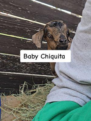 I miss when Chiquita was a little one! She's a spoiled girl now.  #rescues #farmanimals #farmlife #babygoat #cutegoat #babygoats 