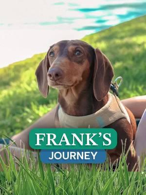 Meet Frank, a 4-year-old dachshund whose life changed drastically when he lost the ability to walk due to IVDD (intervertebral disc disease).  🐾💔 With the help of our team at Southeast Veterinary Neurology, Frank underwent spinal surgery and is now walking again, enjoying life to the fullest. 🎉💙 We’re so grateful to have been part of his journey. This is what giving pets a second chance is all about. To watch the full video, visit our Youtube Channel or click the link in our bio.  #ivdd #ivddrecovery #vetmed #veterinaryneurology 