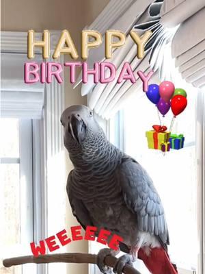 Happy Birthday to all you January babies🎉🎂WEEEEEEEE💕#birthday #januarybabies #january #birthday #HB Feel my love everyday - get my Symagirl merch today! I have adult and kids Ts, hoodies and mugs! LINK IN BIO! Scroll when you’re there to find more of your favorite Symagear! #symontheafricangreyparrot #talkingparrot #babyparrot #congoafricangrey #africangrey #africangreyparrot #parrotsofinstagram #africanparrot #petsofinstagram #birds #cag #talkingbird #crazybird#birdsofinstagram #sillybird #parrots #pets #redbuttchicken #funnyparrot  #crazyparrot #smartbird #happyparrot #talkingbird