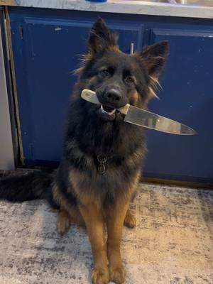 This audio is the perfect way to describe a #female vs #male German shepherd 😂😂💀💀 #girldog #boydog #germanshepherd #killerdog #dogwithknife #germanshepherd #germanshepherdsoftiktok #gsd #malevsfemale #fyp #fypシ #fypシ゚viral #foryoupage #DHR #dhrshepherds 