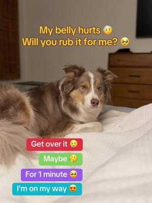 Will you? 😔 . . . #bellyrubs #bellyrub #willyou #duncantheborder #cutestdog #cutedog #cutedoggo #bellyrubsfordogs #doggo #dogsoftiktok #fypシ゚viral #doglove #dogloversclub 