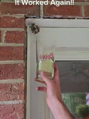 Have you ever seen bees exterminated this way? #exterminator #tipsandtricks #comedy #entertainment 