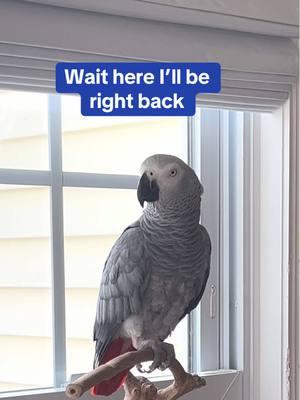 I’ll be right back…🦜😆💕 Feel my love everyday - get my Symagirl merch today! I have adult and kids Ts, hoodies and mugs! LINK IN BIO! Scroll when you're there to find more of your favorite Symagear!   🦜Symon is a 3 year old female Congo African Grey Parrot, hatched on June 15th 2021 who lives in a cozy country home with her parents, Chris and Sheila, and her two parrot siblings, Mickey and Sunny. Symon is an outgoing and talkative bird who loves to chat with anyone who will listen. Her favorite phrases are "Give me a kiss" and "I love you," which she repeats frequently throughout the day. Symon's family is not just limited to birds, however. They share their home with five rescued cats, including William, Meg, Harry, Gigi, and Garfield. Despite being different species, all of the animals get along famously, and they often play chase around the house. Symon enjoys chatting away to them, asking for kisses and declaring her love. Symon's love for talking is impressive, and she has a vast vocabulary that includes everyday sounds such as phones ringing and doorbells chiming. Her ability to mimic human speech is uncanny, and she often surprises her family with new phrases or sounds. Her favorite, however, remains "Give me a kiss" and "I love you," which she repeats whenever anyone approaches her cage. Symon's playful personality and impressive vocabulary bring joy and laughter to her family's daily routine. They often spend hours chatting with her, listening to her mimic their laughter or repeat phrases they have taught her. Her affectionate nature also endears her to her animal siblings, and they often cuddle up against her cage, enjoying the attention from their feathered friend. Despite her small size, Symon has a big presence in the household, and her family cherishes each and every moment spent with her. She is a beloved member of the family, and her favorite phrases "Give me a kiss" and "I love you" have become a cherished part of their daily routine. Symon's love for talking and her affectionate nature make her a unique and special member of the family, bringing laughter and joy to everyone around her. Funny African Grey Parrot video Types of African Grey Parrots Teaching a parrot to talk African grey bird Parrot Learning to talk Best African Grey Talking Parrot African Grey Parrot Sounds Funny Talking Birds African Grey Playing Alex the talking Parrot Irene Pepperberg Parrot Education African Parrot Videos African Grey Parrot sounds talking Birds having fun Birds of TikTok How do parrots talk Birds videos why do parrots dance #b#babyparrotc#congoafricangreya#africangreya#africangreyparrotp#parrotp#parrotsoftiktoka#africanparrota#africanparrotsp#parrotsoftiktokg#greyparrotsa#africangreysoftiktoks#symonpappsc#congoafricangreysoftiktokc#cagt#talkingparrotst#talkingparrotp#parrotloversp#parrotlifef#funnyparrott#talkingbirda#africangreyloverb#birdf#funnyparrotc#crazyparrotA#Africangreyparrotsoftiktokg#girlpowers#sillyparrotb#babyparrott#talkingparrotc#congoafricangreya#africangreya#africangreyparrotp#parrotp#parrotsofinstagrama#africanparrota#africanparrotsp#parrotsofinstagramg#greyparrotsa#africanparrotsofinstagrams#symontheafricangreyparrotl#Love#africangreyparrotsofinstagramp#petsofinstagramb#birdsc#cagt#talkingbirdc#crazybirdp#playbirdc#crazybirdb#birdsofinstagrams#sillybirdp#parrotsh#happybirdt#talkingparrotc#cagb#birdloverc#crazyp#parrota#africangreyparrotb#babyparrotb#birdp#parrotlifea#africangreyc#crazyparrotf#funnyparrotp#parrotb#birdsp#parrotsa#africangreyparrotsp#parrotsongp#parrottalkingp#parrotloverp#parrotvideop#parrotvideoss#starwarss#starwarsthemel#letsgoi#iloveyoug#givemeakissl#lovea#applesg#grapesk#kissb#bigkissb#backtoworka#amazonparroty#yellownapedamazond#dirtybirdb#bananasfyp