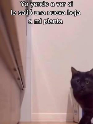 Quien más por aquí pone una planta a enraizar y a los 3 minutos va a mirar si ya tiene raíces?🙋‍♀️🤷‍♀️. Menciona a tus amigos amantes de las plantas! #plantmeme #planthumor #memesespañol #houseplantcommunity #crazyplantpeople