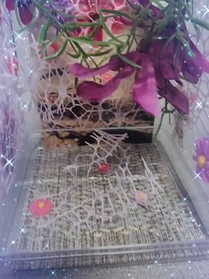 Bargain enclosure, from a bargain bundle, only on my website. Creativespoods.com #jumpingspiderenclosure #spoodhomes #creativespoods #spoodlove #spood #jumpingspider #spood #jumpingspiderbreeder #adorable #spider 