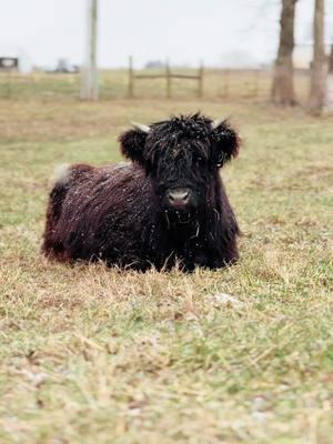 Memaw enjoying some snow #millcreekfarmstn #cookevilletennessee #tennessee #foryoupage #fyp #highlandcattle #cowsoftiktok #highlandcow #snowday #Home 