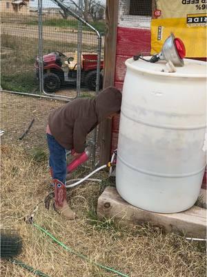 So glad to get back in the chicken business! I've missed it! @Chickcozy @RUN-CHICKEN @RentACoop  #chickens #chicken #chickencoop #coop #chickenowner #mom #mama #chickensintexas #winterizingchickencoop 