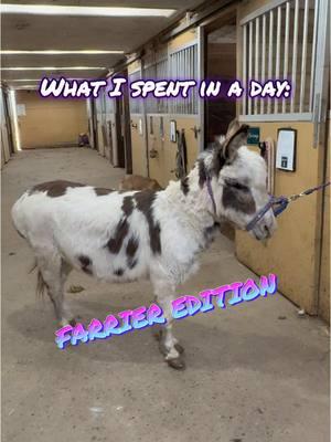 What I spent in a day: Farrier Edition! 💰 🐴  #horse #ditl #whatispendinaday #horses #donkey #horsefarm #farrier #horsepoor 