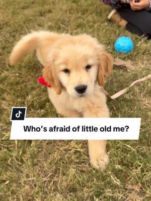 We’ve entered the land shark phase 😩 #sendhelp  #goldenretrieverlife #goldenretrieverpuppy #puppylifebelike #landshark #puppiesoftiktok 