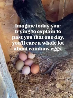 🌈🥚We agree with @gardening_with_deea and we know just where to get them! Head to Meyer Hatchery for your flock’s colorful future. 🐔✨#RainbowEggs #PerfectChickens #MeyerHatchery #ChickenMath #FarmFreshEggs