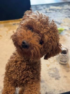 He’s like who is this mom🥹😍 #goldendoodlesoftiktok #minigoldendoodle 