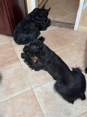 I love my dogs so much! ❤️ #SkylineGiantSchnauzer #GiantSchnauzer #MultiDogHouseHold #DogLover #BestDogs 