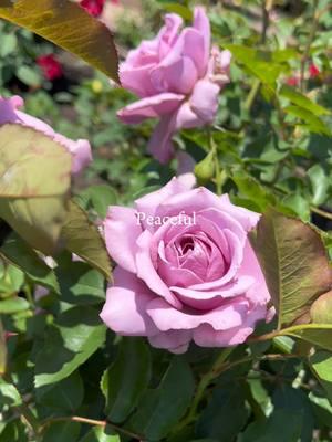 A peaceful day @Explore Balboa Park 💜 #peaceful #fyp #nature #rosegarden #sandiego #naturetiktok #roses #haveagoodday 