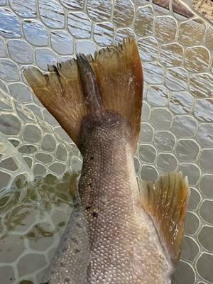 Some fish deserve recognition. Thanks for rowing @kimmyjimmy.20! @Lid Rig @Piscifun #fypシ #flyfishing #fyp #browntrout #troutfishing #foryoupage #streamer #streamereater #streamerfishing 