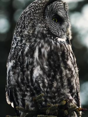 Follow for more wildlife! Great Gray Owl in a rain storm. • • • #alaska #wildlifephotography #alaskaphotography #alaskalife #alaskaliving #alaskaadventure #alaskaadventures #alaskawildlife #alaskaproud #greatgrayowl #greatgreyowl #owlphotography #alaskawinter #travelalaska #birdsofalaska #bestofthelastfrontierstate 