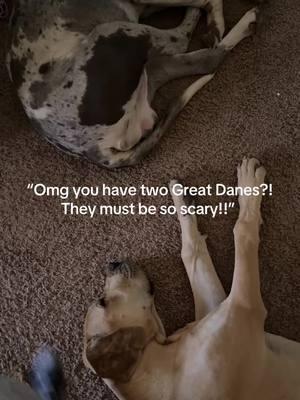 Arlo is currently learning a lot from his big brother. Also.. being the typical annoying little bro in the process 😂#creatorsearchinsights #greatdane #fawn #merlequin #playfight 