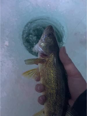 Bait feeder engaged! #icefishing #minnesota #icefishingminnesota #teamnorthlandtackle #trguideservice #walleye #brainerdlakesarea 