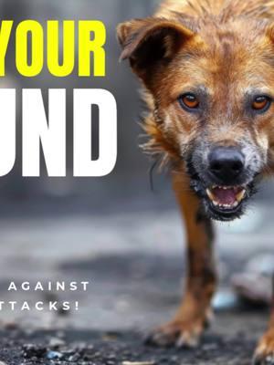 "Stand Your Ground" Law Applies to Animal Attacks! #thefirearmfirm#thefirearmfirm #gunrights #katzandphillips #guns #2A #attorneyjamesphillips #2ndadmendment #2nd #selfdefense  #selfdefenseforwomen #dogattacks #gunowners