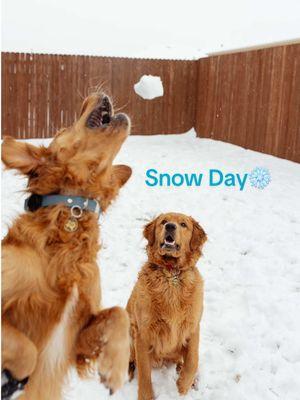 POV: Your water and outdoor obsessed Texas Pup sees snow for the first time ❄️☃️😂 Love these 2!!🥹 @tex.and.mav.the.goldens  #golden #goldenretriever #goodboy #dog #goldenretrieverpuppy #puppy #cute #goldenretrieverlove #dogsoftiktok #dogtok #dogslife #puptok #puppiesoftiktok #goldensoftiktok #puppylove #texas #goldensoftexas #floof #floofer #pupfluencer #puppybrothers #puppies #brothers #brotherlylove #goldens #dogsoftiktok #dogs #snow #texassnow #snow2025 #2025 #snowday #snowfun #funny #firstsnow 