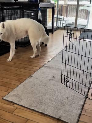 Moon and her little buddies 😂 #huskies #dogsandcats #huskiesoftiktok #catsoftiktok #furmomlife 