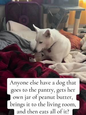 #thethingshuskiesdo #husky #huskylife #huskysoftiktok #huskypuppy #huskylove #huskytalking #huskytalk #huskymix #huskysiberiano #huskytok #huskygonnahusky 