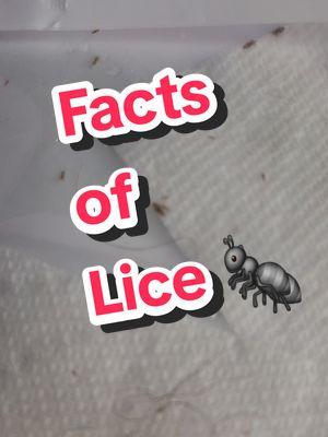 Thursday Facts of Lice!  #RGVLiceLady #liceprevention #factsoflice #facts #piojos #headliceremoval 