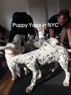 best day ever! #puppyyoganyc #puppyyoga #thingstodoinnyc 