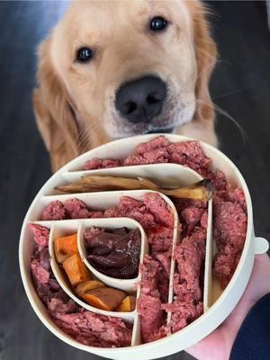 Yummy 😋  El aceite de salmón es el ingrediente esencial es mi comida porque me ayuda a tener un pelaje hermoso ✨ #goldenretriever #rawfeddog #barfdiet #goldenretrieversoftiktok #dogsoftiktok #PetsOfTikTok #dogfeeding #dogfeedingroutine #fy #fyp 