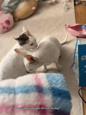 She’s always trying to get his attention. This is my first time getting it on camera !😭😭 #fyp #catsoftiktok #dogsoftiktok #calicocat #whitecatsoftiktok #freakyahhcat #foryoupage