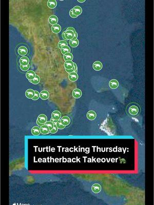 Happy #turtletrackingthursday! Checking in on four of our leatherback turtles, two from Florida and two from Panama!  Are any of you tracking them with us? Who should we highlight next? • • • #seaturtles #seaturtle #leatherback #florida #panama #wildlife #science #thursday 