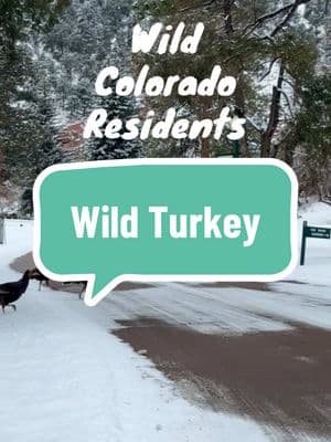 Our dog Apollo does NOT enjoy wild turkeys, so it’s a good thing he was at home being a couch potato  watching his stories. #coloradosprings #coloradocastle #gleneyriecastle #wildturkey #colorado #wildlife #thingstodoincolorado #colorfulcolorado #letsgoexplorecolorado 