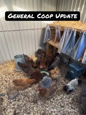 For those of you who have been wanting an update on some of your favorite blurbs 🥰 - - - #ethel #etheltok #ethelthechicken #motherhood #motherhoodjourney #chicken #chickens #chickensoftiktok #fyp #cute #sad #interesting #education #educational #learn #farmanimals #farm #share #cuteanimals #broody #broodyhen #hatching #hatchingeggs #hatchday  #incubator #chickentok #share #like #comment #joke #comedy #laugh #probsbitching  