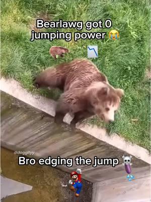 Just jump bruh 😭🙏 #bear #jump #mario #zoos #bears #bearsoftiktok #fyp 