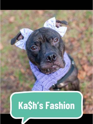 Ka$h is adoptable at Manhattan ACC! She can be found on nycacc.app or our mobile app "ACC of NYC" by searching for her name or ID: 215374 My #BoroughBreak Buddy Writes: Ka$h is extremely gentle and loving. I enjoyed walking her around the park. She is comfortable around adults and children. A number of people greeted her during our outing and she enjoyed the attention she received. She also listens to us and seems to have good leash manners. I could not see how well she does in a home environment as I have another pet at home, but based on her behavior outside I think she would be great to have inside the house as well! #nycacc #boroughbred #adoptabledog #nycdogs