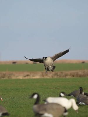 Since TikTok doesn’t like the fun videos 😔 here’s a honker landing 🪿 #waterfowl #huntingtiktok #getmuddy #muddywateroutffiters #fypシ #northtexas #huntingtok #fyp 