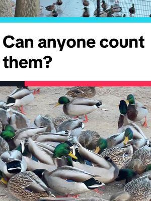 #gooes #ducksoftiktok do you know how many them are there 