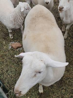 Dolly watch! #sheeptok #farmtok #ranchtok #babywatch #winter 