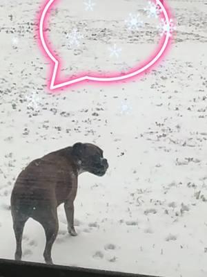 Mia’s 1st snow.. she was a baby last year and didn’t have much snow.. she was terrified at first and kept barking at it!! #boxermomma #boxermomlife #puppiesoftiktok #texassnow2025 #snowday #dogsoftiktok 