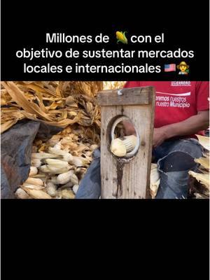 No son simples “🌽” son el sutento de millones de familias créditos a ‘Ingeniero Orozco y su canal’ y más de #working #trabajoduro #maiz #agriculture #norte #usa🇺🇸 #plants #rancholife #cosecha 