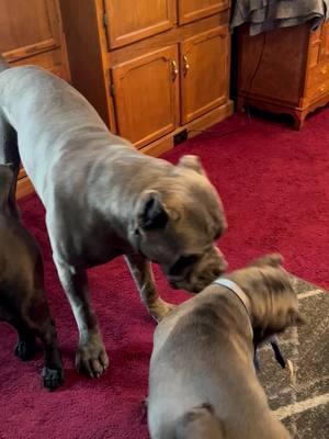 Throwback Thursday- Avi is always so good with the puppies. #italianmastiffcanecorso #canecorso #canecorsopuppy #karmascorsocrew #bigdog #puppytiktok #supportethicalbreeders #memories 