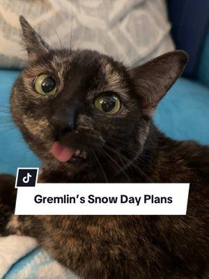 Gremlin’s going to leave the playing in the snow to the humans 🤧 also please make sure and check us out other places in case TikTok goes away. 🥲 ​ ​#catladytails #catsoftiktok #catswiththeirtonguesout #tortiecatsoftiktok #talkingcats 