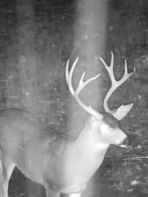 #buck #inthepursuitofbigbucks #blacktailfreak #blacktailbuck #bigbucks #inthewoods #Outdoors #roguegorillaoutdoors #trailcam #gamecamera #pnw #hunting #rain 