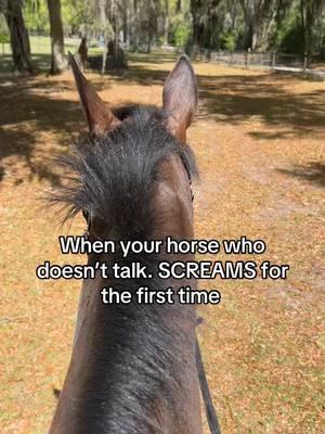 Truly the one and only time I’ve ever hear him screech  #equine #thoroughbred #baygelding #eventer #horse #scared #panic #tb #terrified 