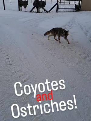 BEDTIME STORY!#weavethecoyote #forestpuppy #friends #pup #puppy #coyote #Love #