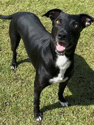 We love we love we love Ali‘i — and we know you will too! Come meet this goofy and playful boy at our Kosasa Family Campus located on O‘ahu today💚 #animalshelter #adopt #adoption #adoptme #adoptdontshop #adoptashelterpet #shelterdog #Hawaii #oahu #hawaiianhumanesociety 