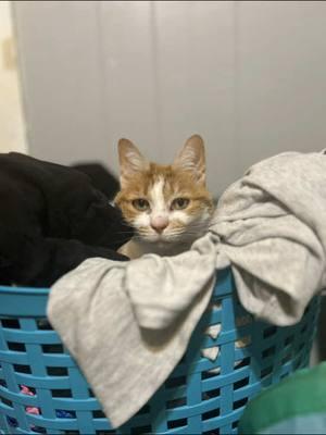 Where is Gracie Jean the Jelly Bean? Oh just hanging out in the clean folded laundry 🧺. There isn’t clean a laundry pile she doesn’t like. #cats #weirdcats #funnycats #oldgirl 