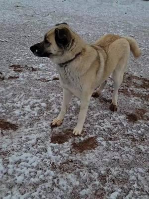 The snow we woke up to was beautiful! #ourselfreliantlife #anatolianshepherddog #snowy #countrylife 