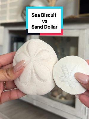 Disclaimer, these are deceased. Don’t be a crappy human and hurt live ones. #sanddollar #sealife #oceanlife 